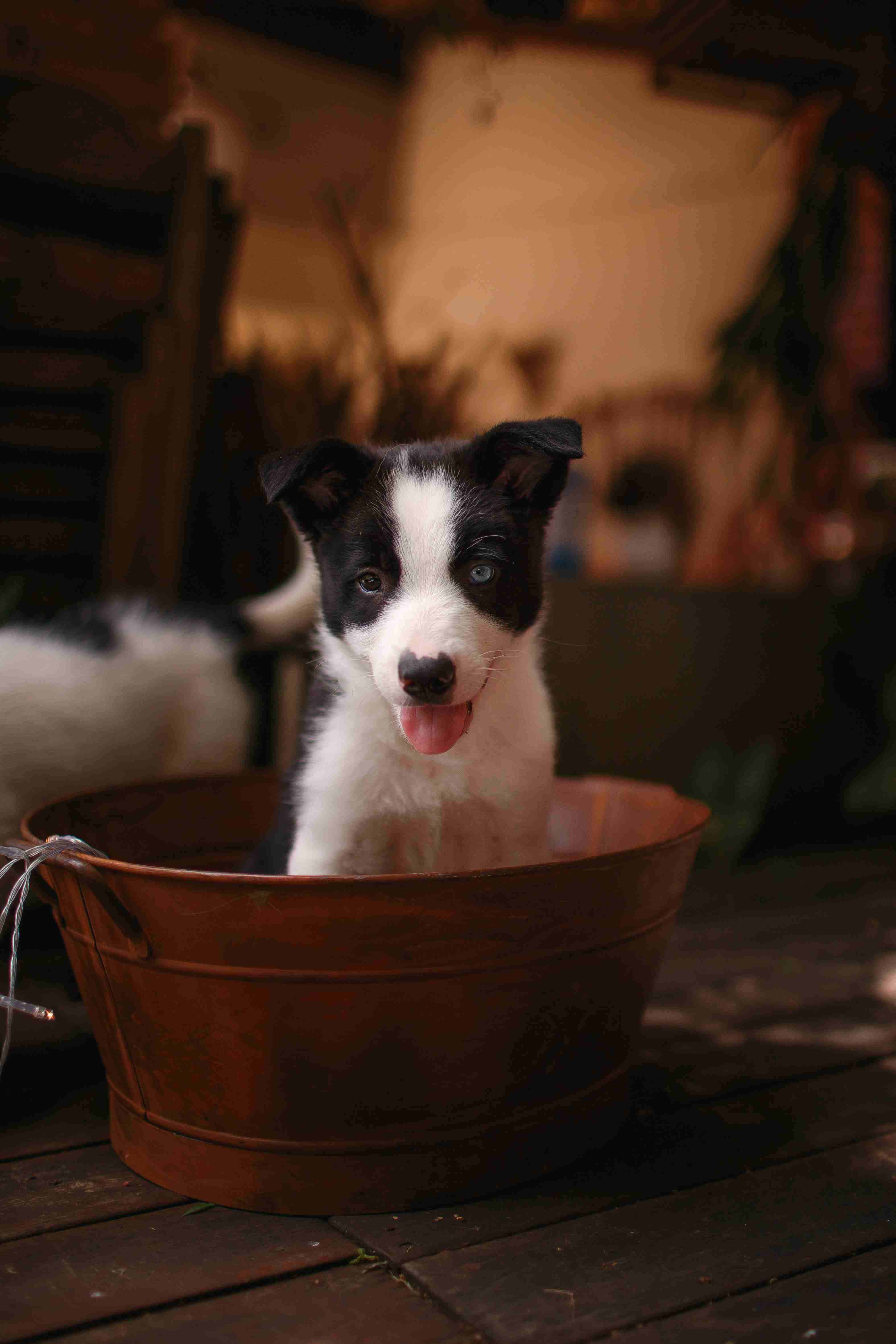 Step-by-Step Guide: Training Your Border Collie to Shake Paws